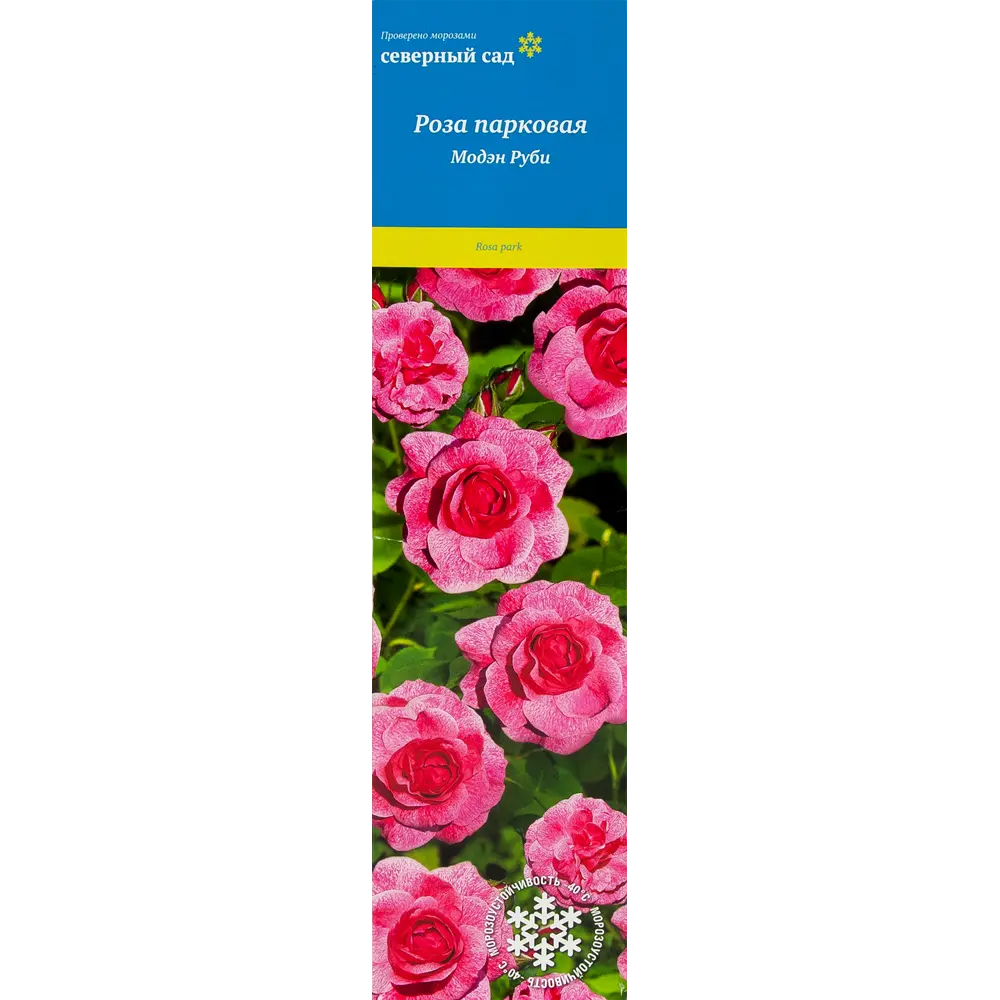 Роза канадская парковая Модэн Руби 82527403 STLM-2088837 Santreyd 