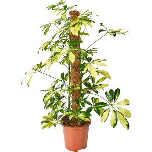Шеффлера Тринити 17x80 см 82877357 STLM-2045831