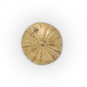 OC2026 Urchin PULLCAST Ocean Collection