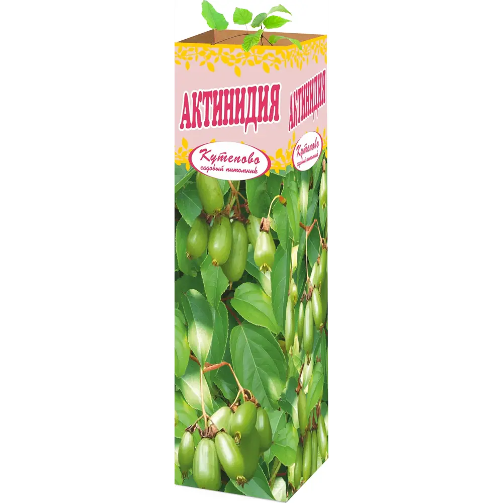 Актинидия женская 9x30 см 83539256 STLM-2181826 Santreyd 