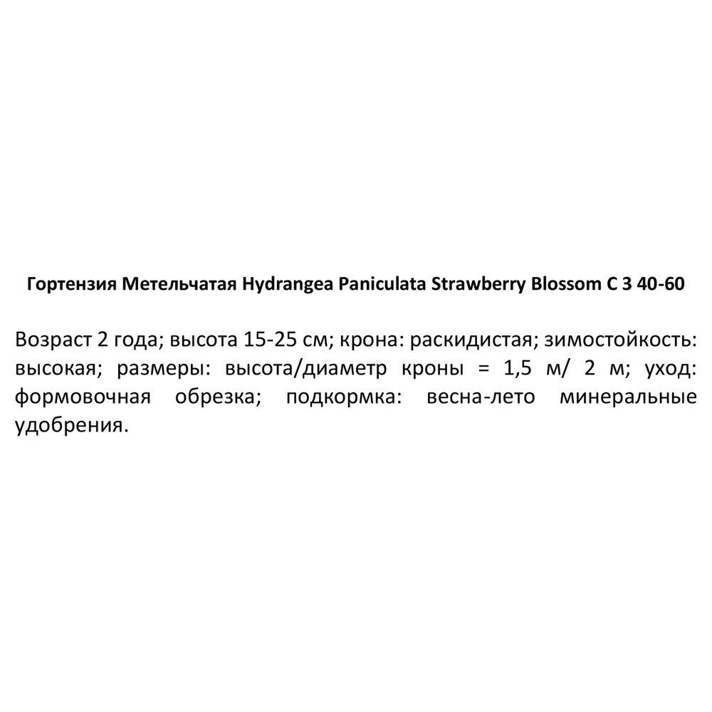 Гортензия метельчатая Строберри Блоссом ø15 h60 см 84831993 STLM-2131700 PLANTMARKET  - Вид №2