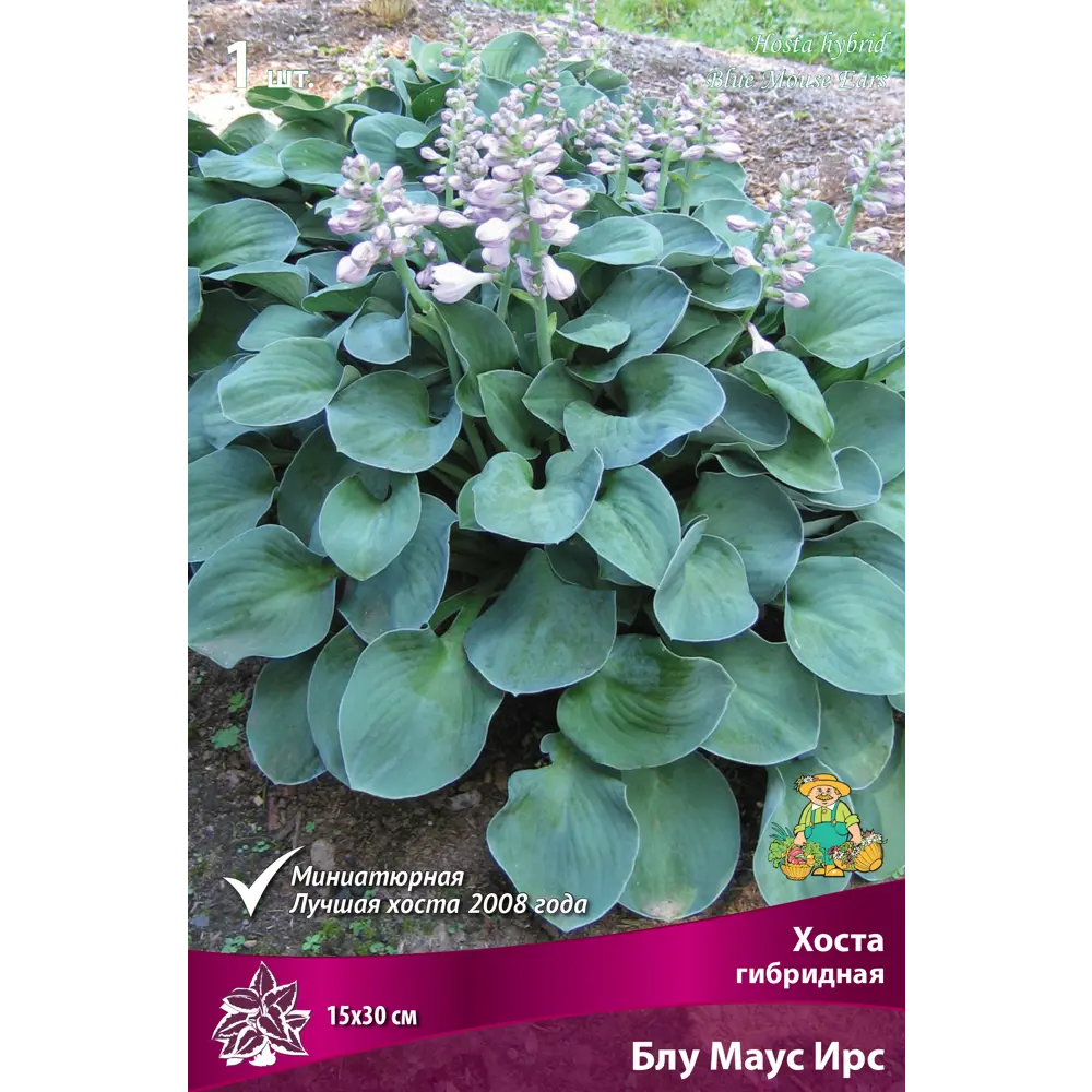 Хоста гибридная «Блу Маус Ирс», 1 шт Santreyd STLM-2174219