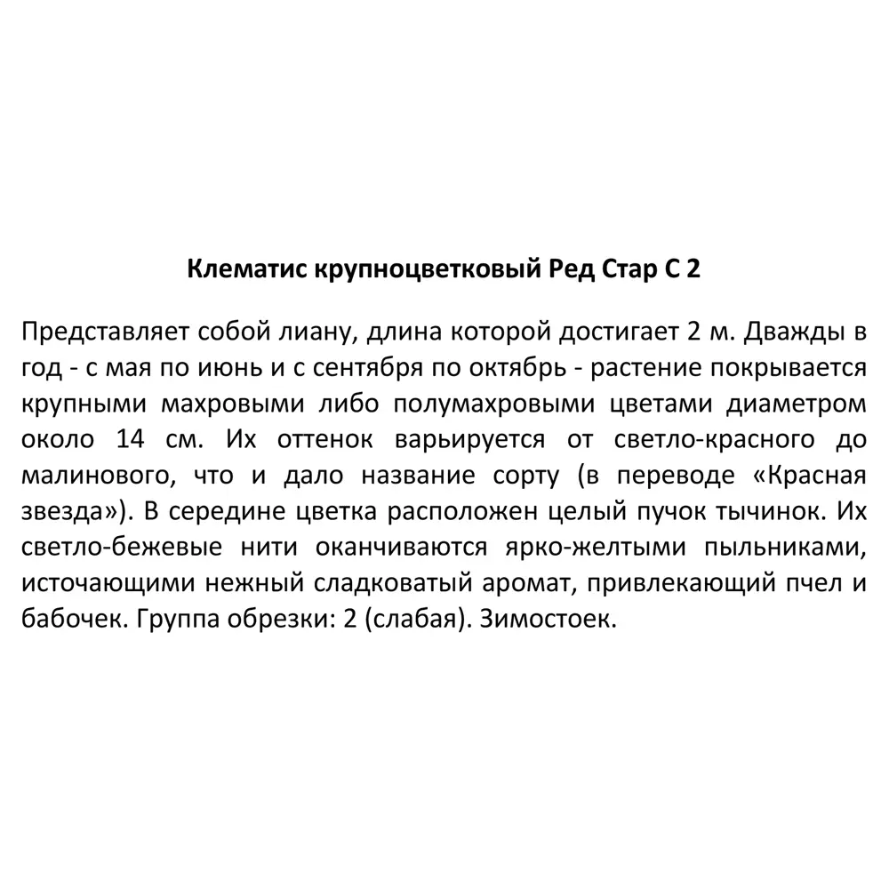 Клематис крупноцветковый Ред Стар ø17 h50 см 85324325 STLM-2082591 Santreyd  - Вид №3