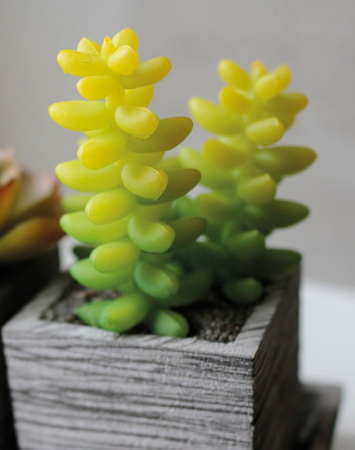 6453 883 a3 Пластиковый микс суккулентов, 3 штуки на миске, 19 x 7 x 11 см, зеленый H-andreas  - Вид №8