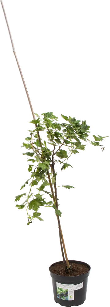 Саженец крыжовника Santreyd среднепоздний с темно-вишневыми ягодами 82585421