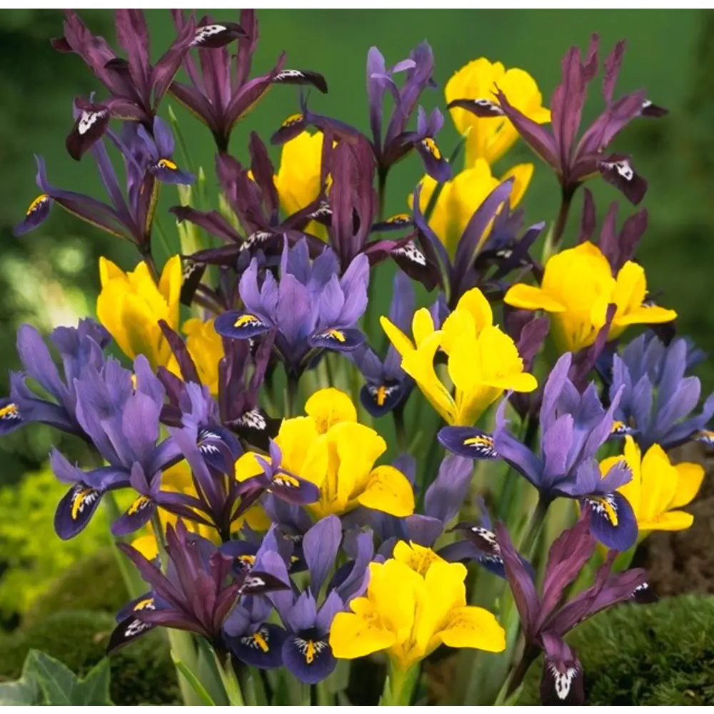 Ирис голландский Geolia низкорослый микс 40 шт STLM-2059396