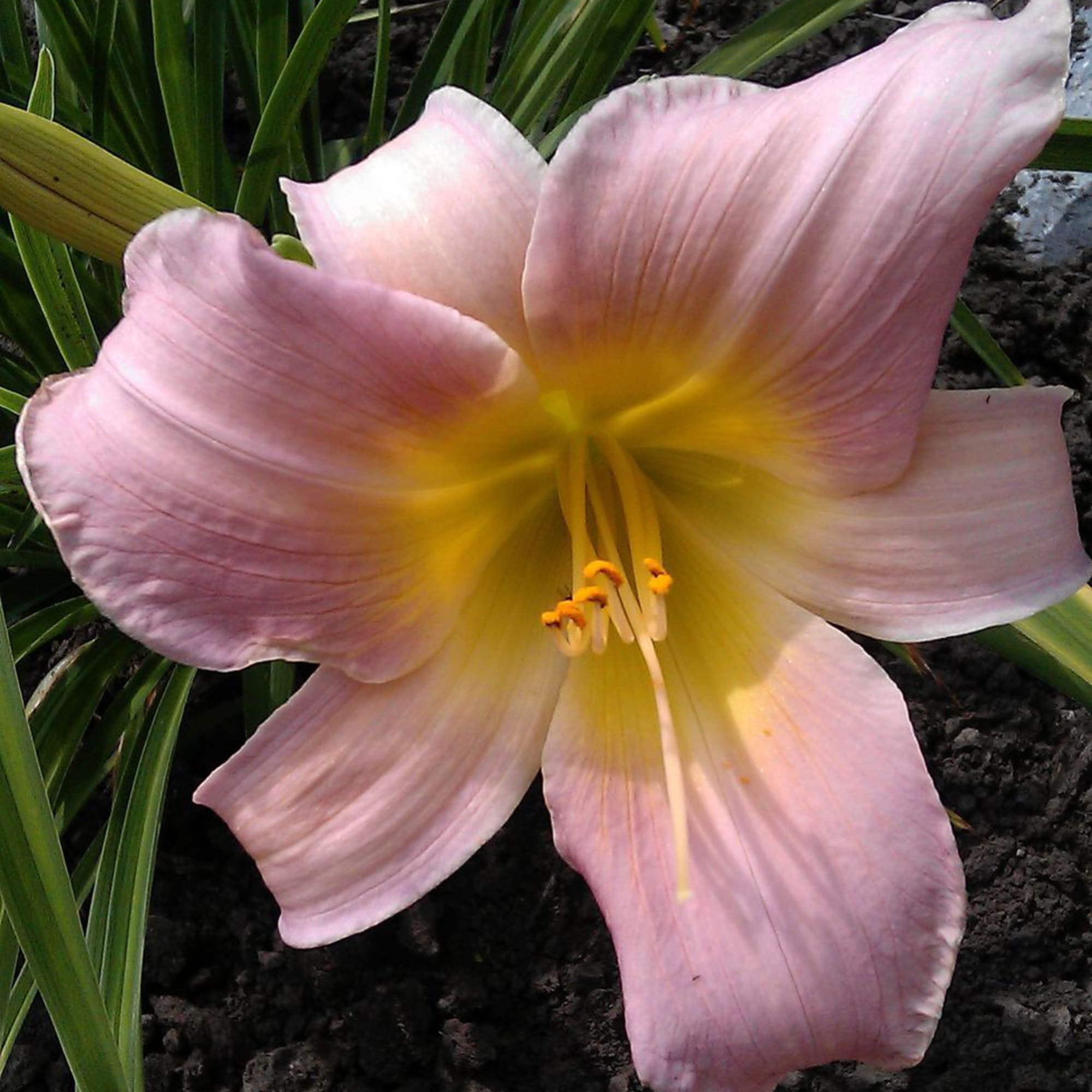 81954825 Лилейник С1 «Катарина Вудберри» Santreyd  - Вид №2