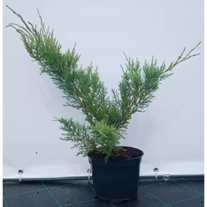 Можжевельник виргинский Хетц Вариегата ø19 см h40-60 см 85088150 STLM-2170812