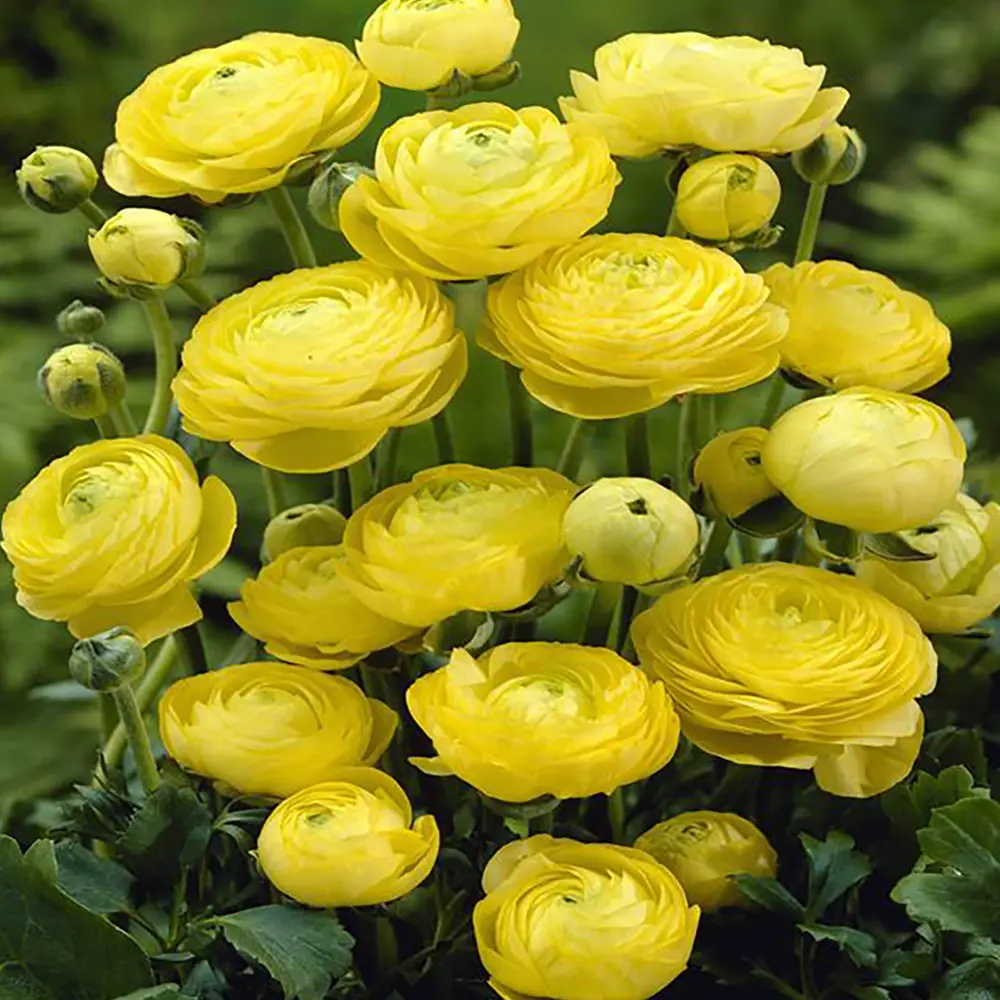 Ранункулюс «Yellow», 5х6 см GEOLIA STLM-2120113