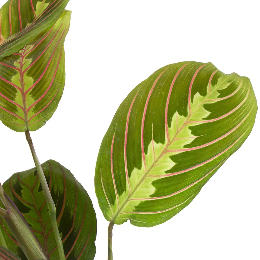 Santreyd Маранта беложильчатая «Фасцинатор» — декоративное растение с розовыми прожилками 18785782 STLM-0012723 - Вид №1