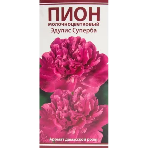 Пион молочноцветковый травянистый Эдулис Суперба 85205653 STLM-2121007