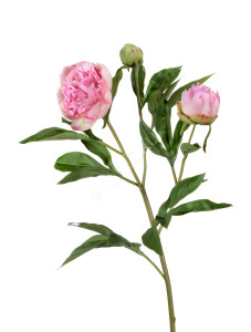 30.0610011PK Пион розовый ветвь 60 см Цветочная коллекция