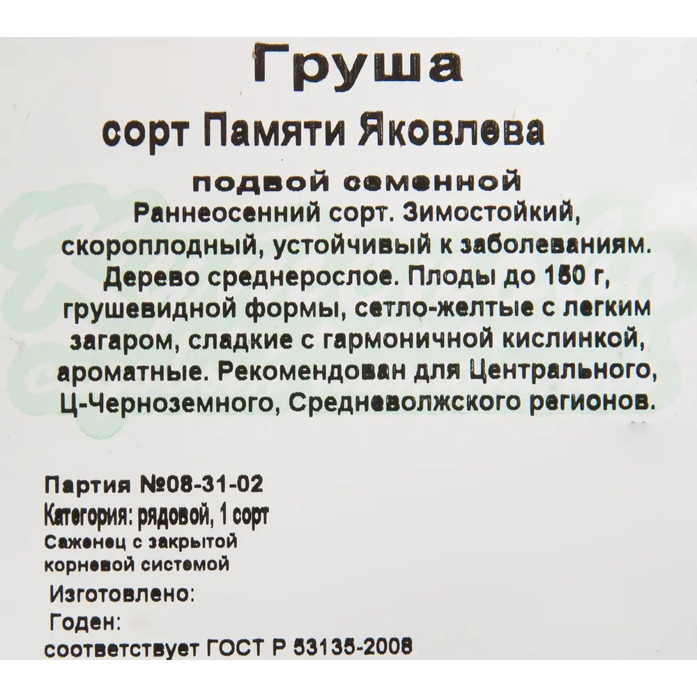 Груша «Памяти Яковлева» C4 высота 140 см 82596981 STLM-2148592 Santreyd  - Вид №1