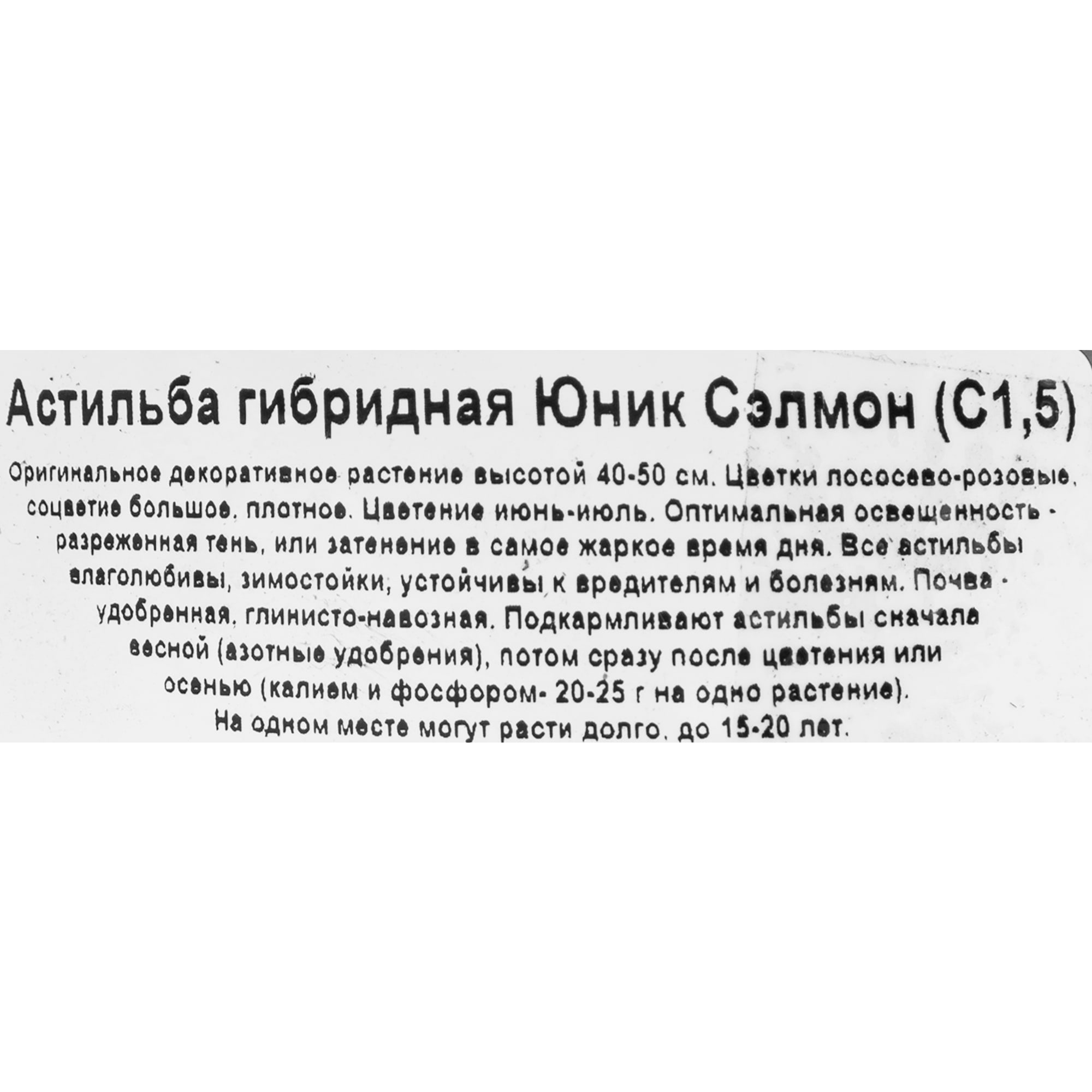 85324884 Астильба гибридная Юник Сэлмон ø11.5 h30 см Santreyd  - Вид №1