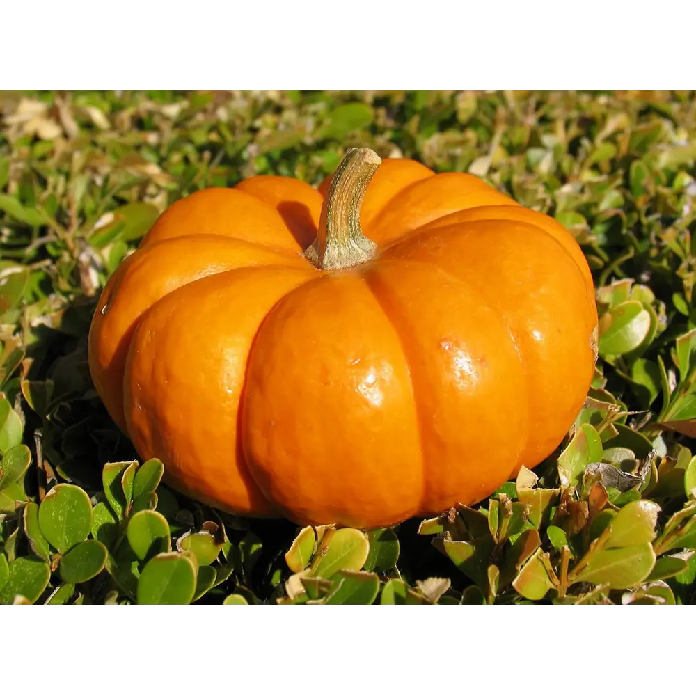 Тыква 9x10 см Santreyd STLM-2072653 - Вид №1