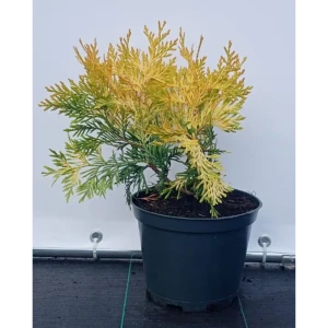 Туя западная Санкист ø19 см h40-60 см 85088190 STLM-2193002