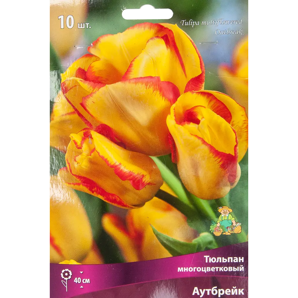 Тюльпан многоцветковый Аутбрейк, 10 шт 85205556 STLM-2143101 ПОИСК 