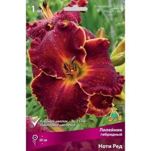 Лилейник гибридный Ноти Ред луковица I 83597583 STLM-2210900