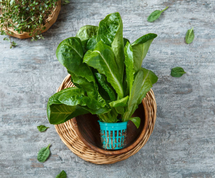 7404 Салат "Романо" в горшочке Выращено Рядом (iFarm) Вкусляндия 