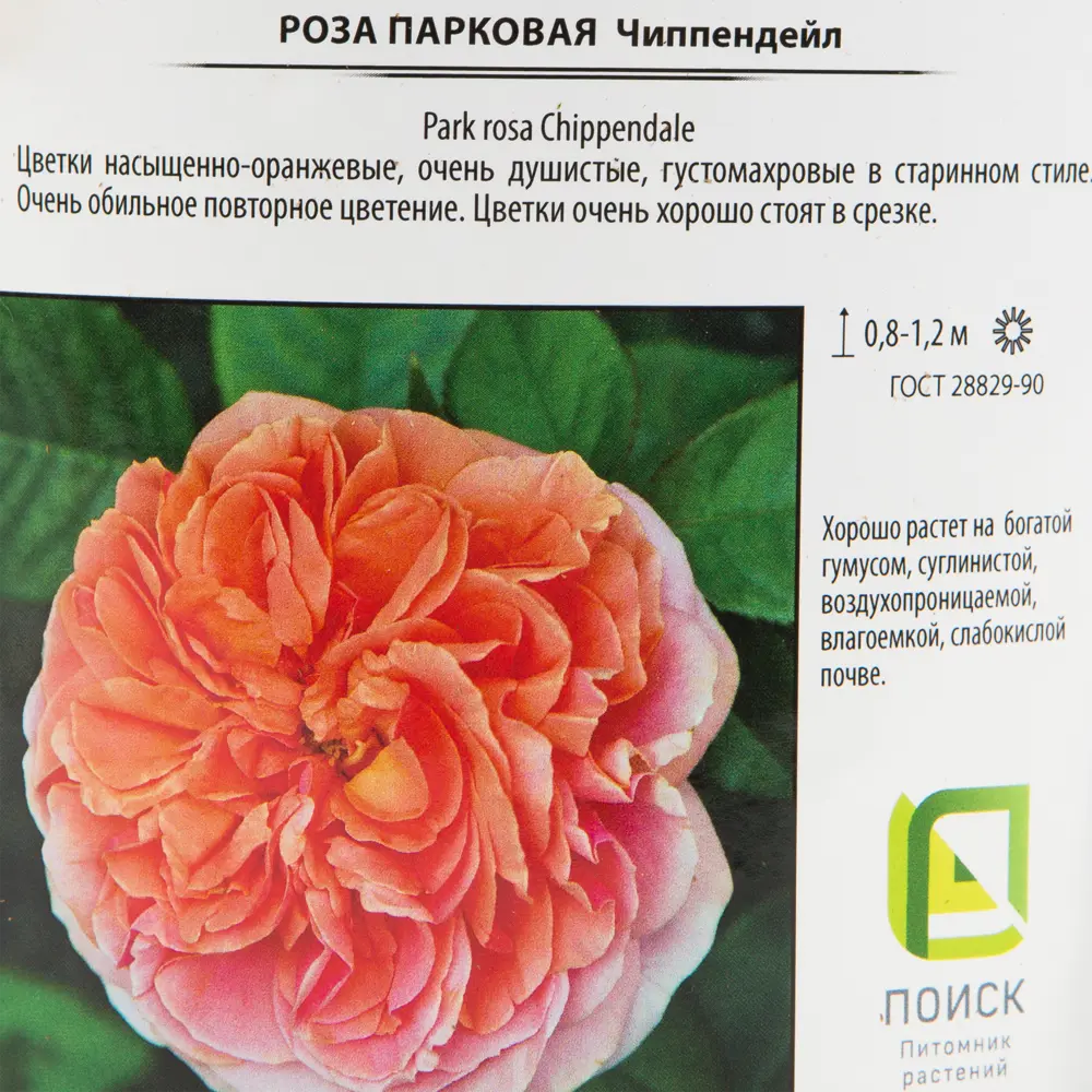 Роза парковая «Чиппендейл» 18.5x30 см 82585278 STLM-2033352 Santreyd  - Вид №1