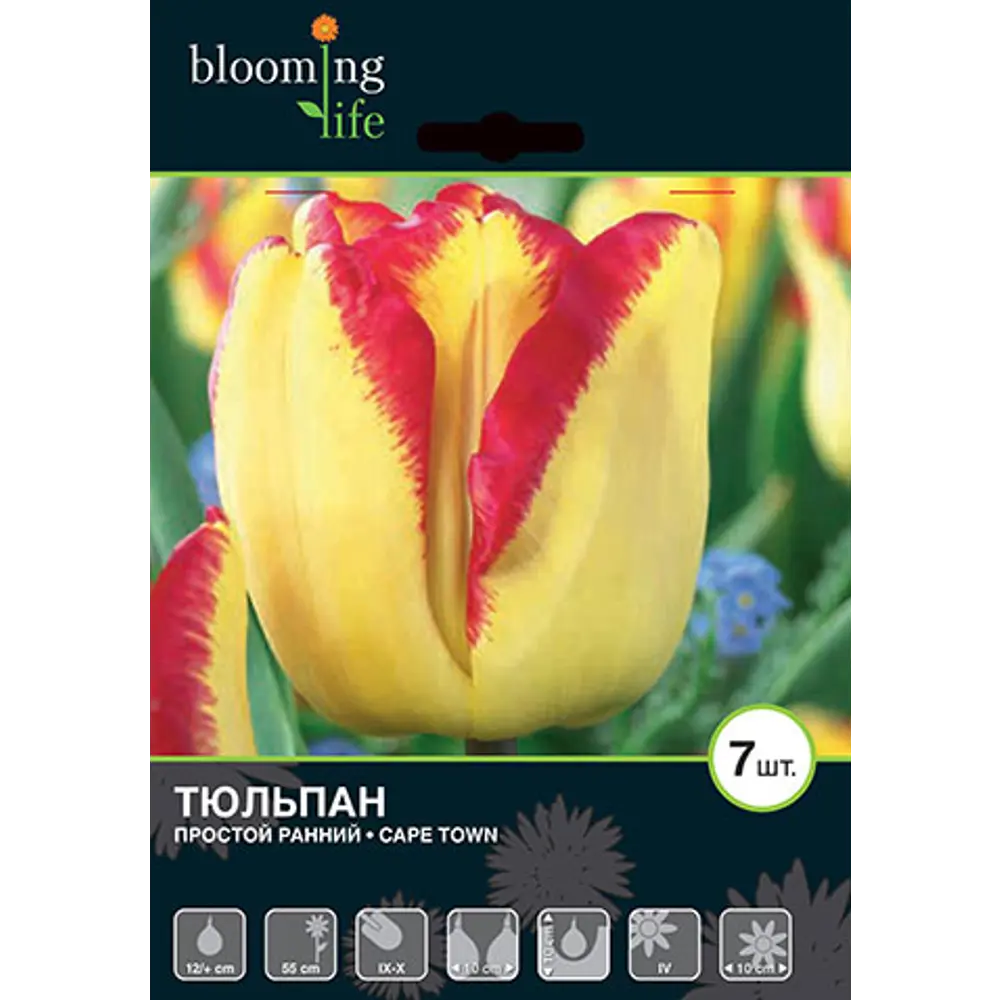 Тюльпан Кейп Таун 12/+, 7 шт 16397778 STLM-2069135 Santreyd  - Вид №1