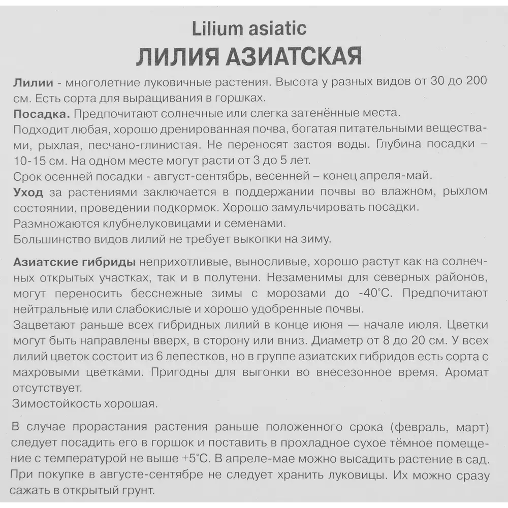 Лилия азиатская Изи Фэнтази 85205813 STLM-2212625 ПОИСК  - Вид №2