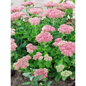 Очиток видный C2 ø15 h30 см