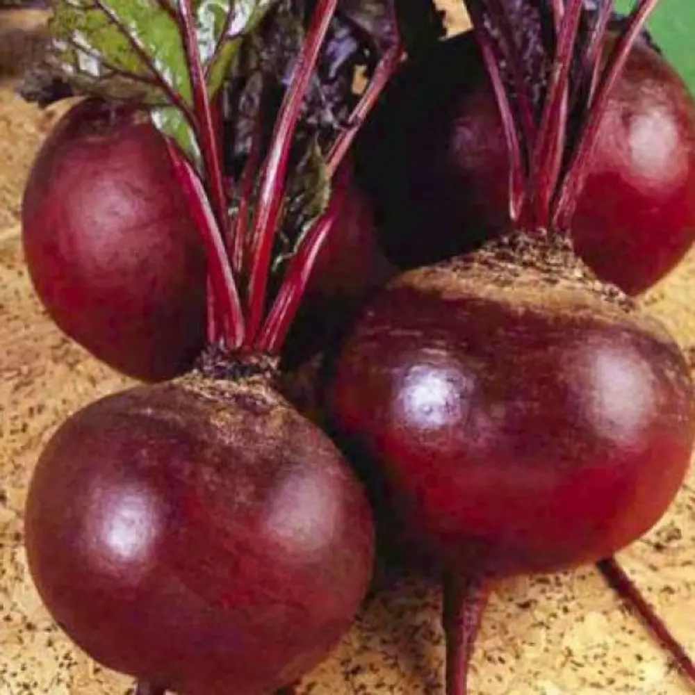 Семена свеклы Детройт от AGRONI - ранний урожай для кулинарии 17251033