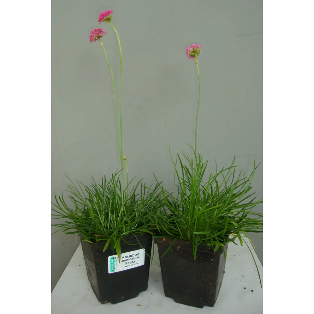 Армерия микс ø9 h20 см Поиск Инвест 84429783 STLM-2016557 Santreyd 
