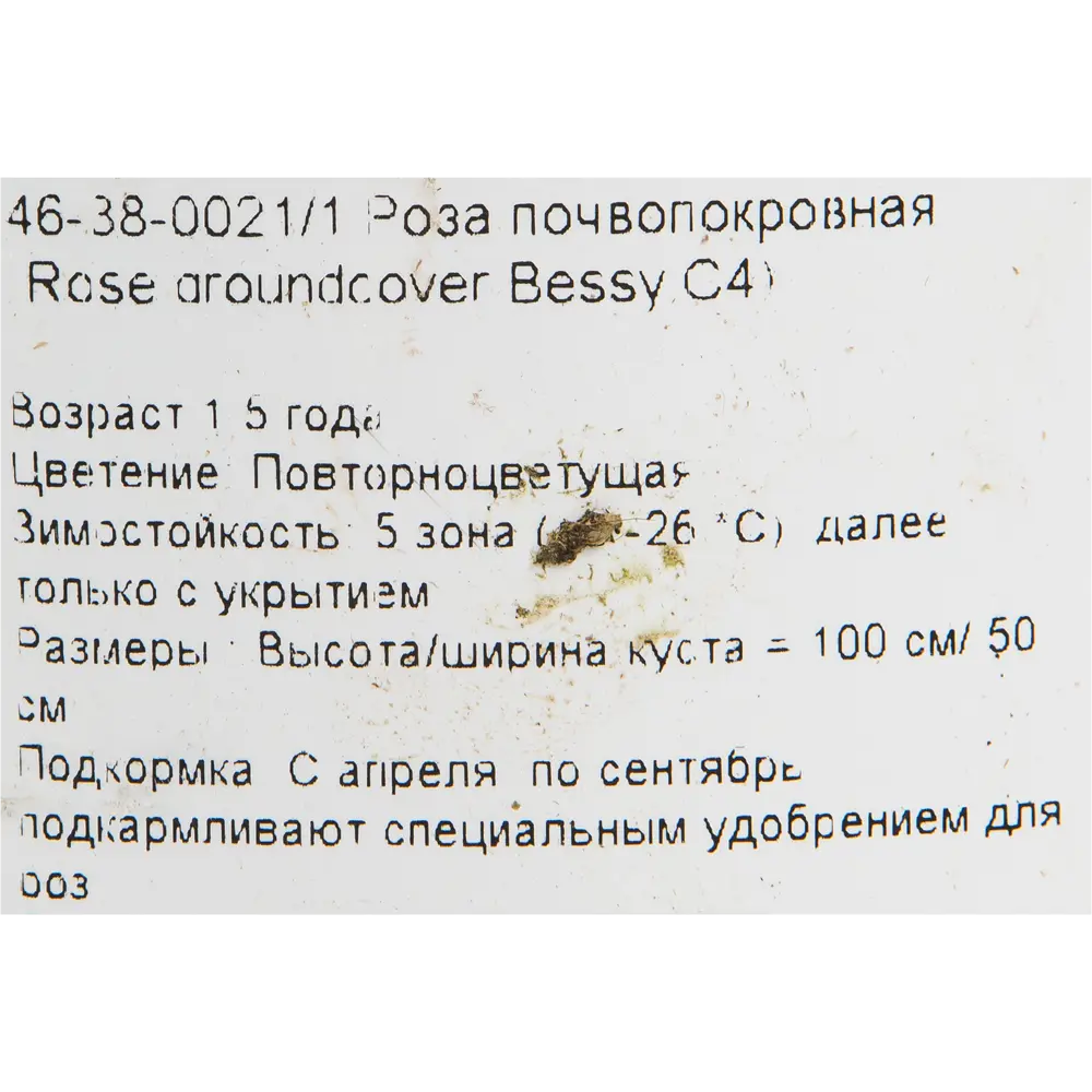 Роза почвопокровная «Бесси» 19x55 см 82625108 STLM-2113102 PLANTMARKET  - Вид №1