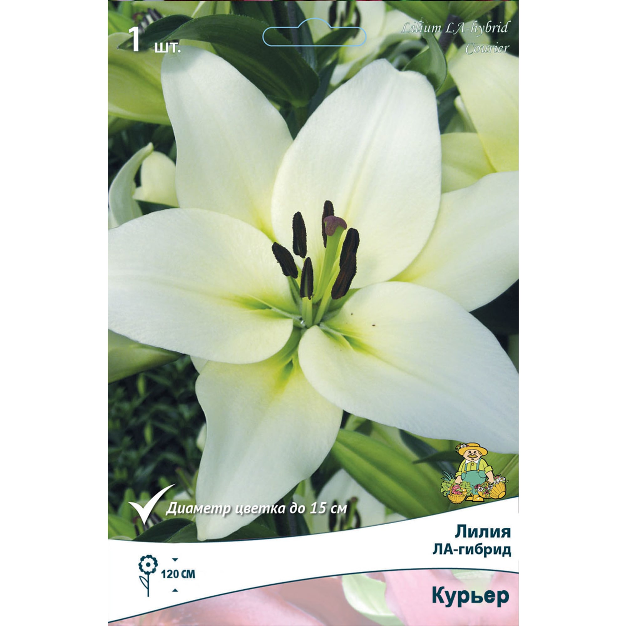 88294776 Лилия ЛА-гибрид Курьер луковица 14/16 Santreyd 
