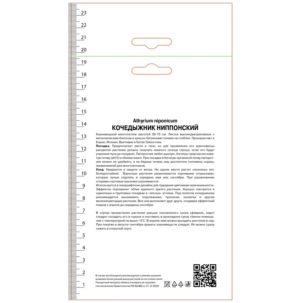 Кочедыжник ниппонский Пьютер Лейс 89452221 STLM-2148269 ПОИСК 