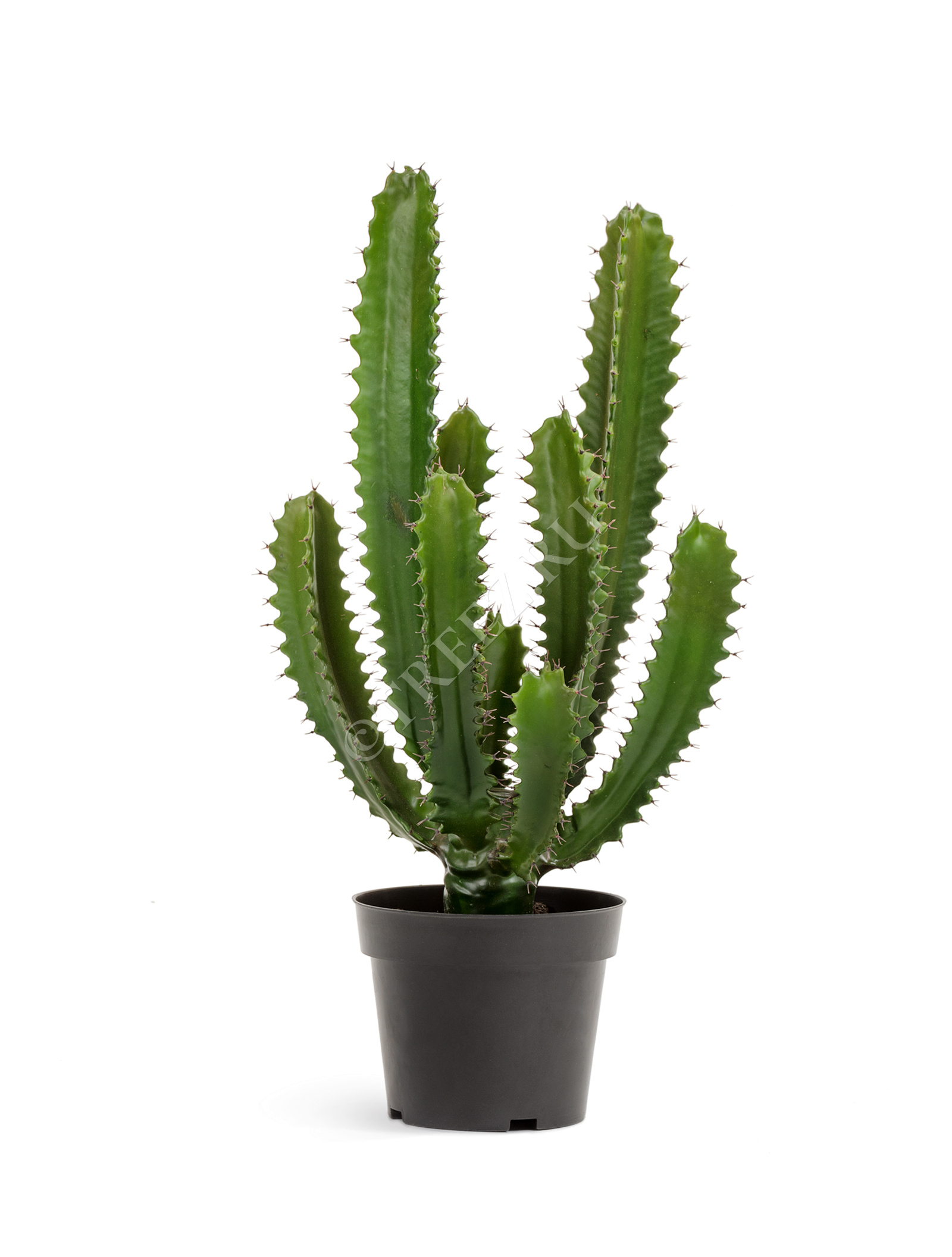 10.0618234 Кактус Цереус Стайл Цветочная коллекция  - Вид №3