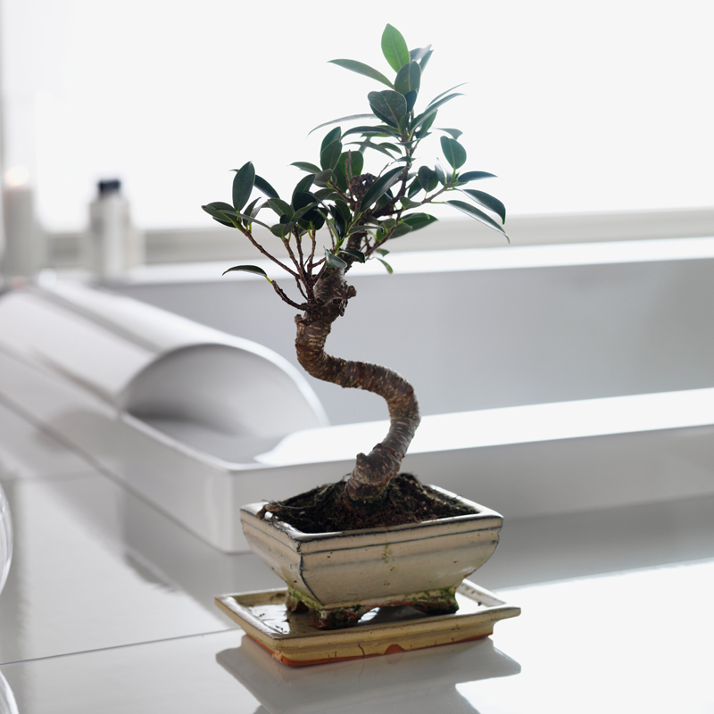 20082112-01  Pacific 190Sq Executive 2.0 + Botten / Booster Westerbergs  - Вид №3