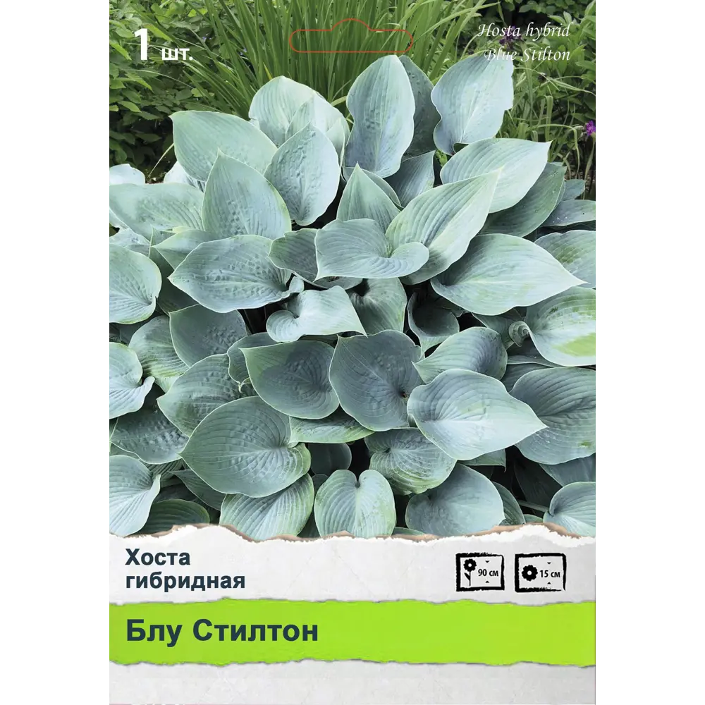 Хоста ПОИСК STLM-2027691