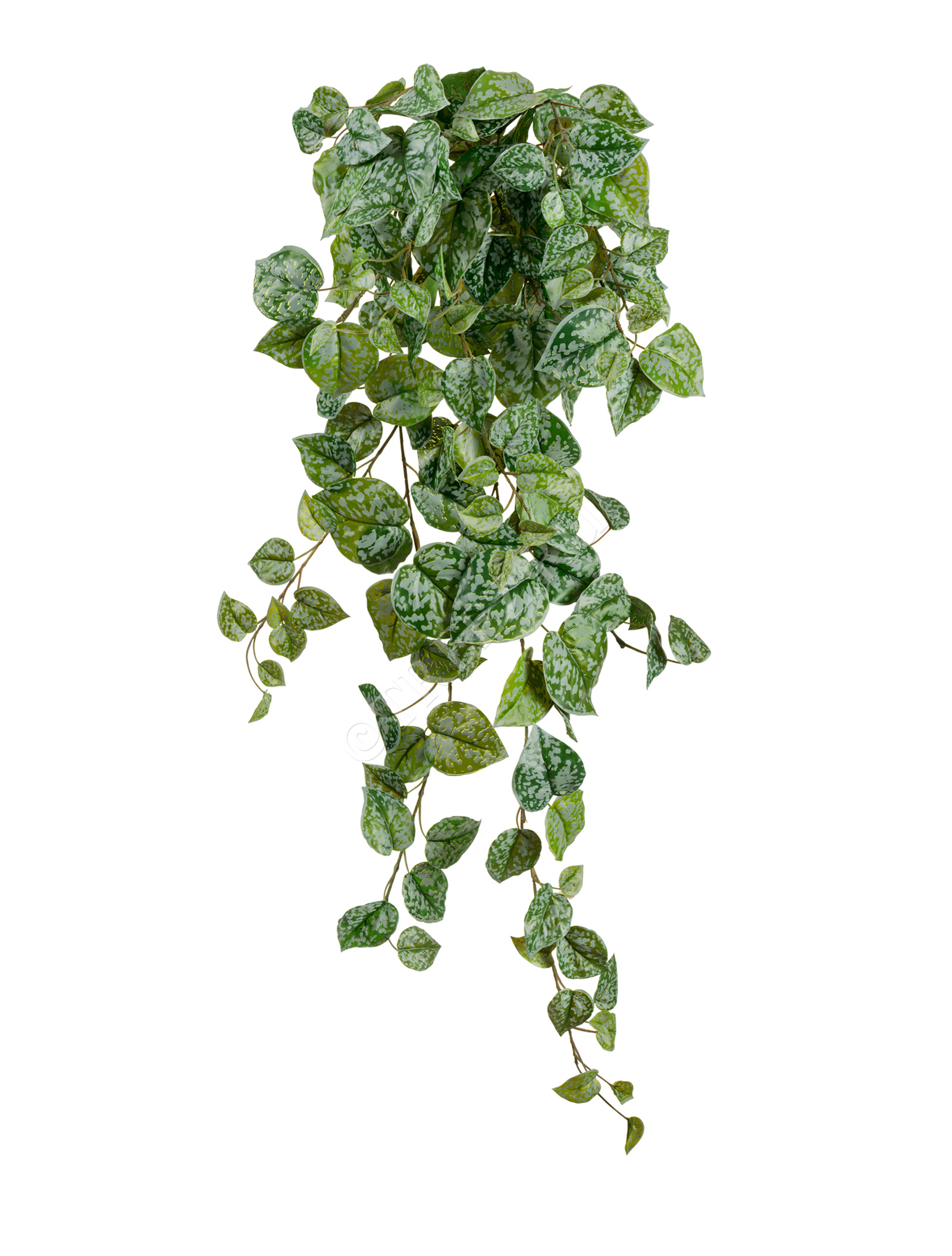 20.05190263GG-S Сциндапсус Пиктус серебристо-зелёный Цветочная коллекция  - Вид №3