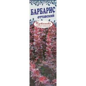 Барбарис «Суперба», в коробке 18320900 STLM-2115483