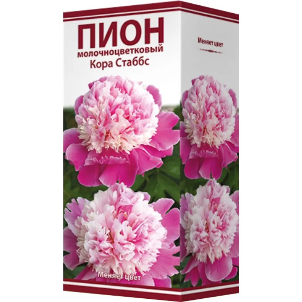 Пион молочноцветковый «Кора Стаббс», размер луковицы I 82319605 STLM-2096308 Santreyd  - Вид №1