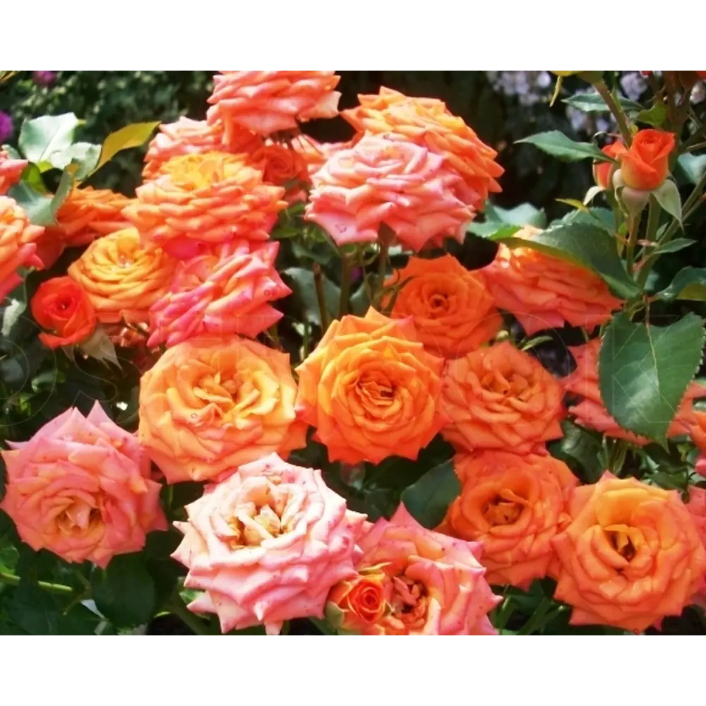 Роза бордюрная Оранж Беби ø15 h30 см 85589155 STLM-2024125 Santreyd 