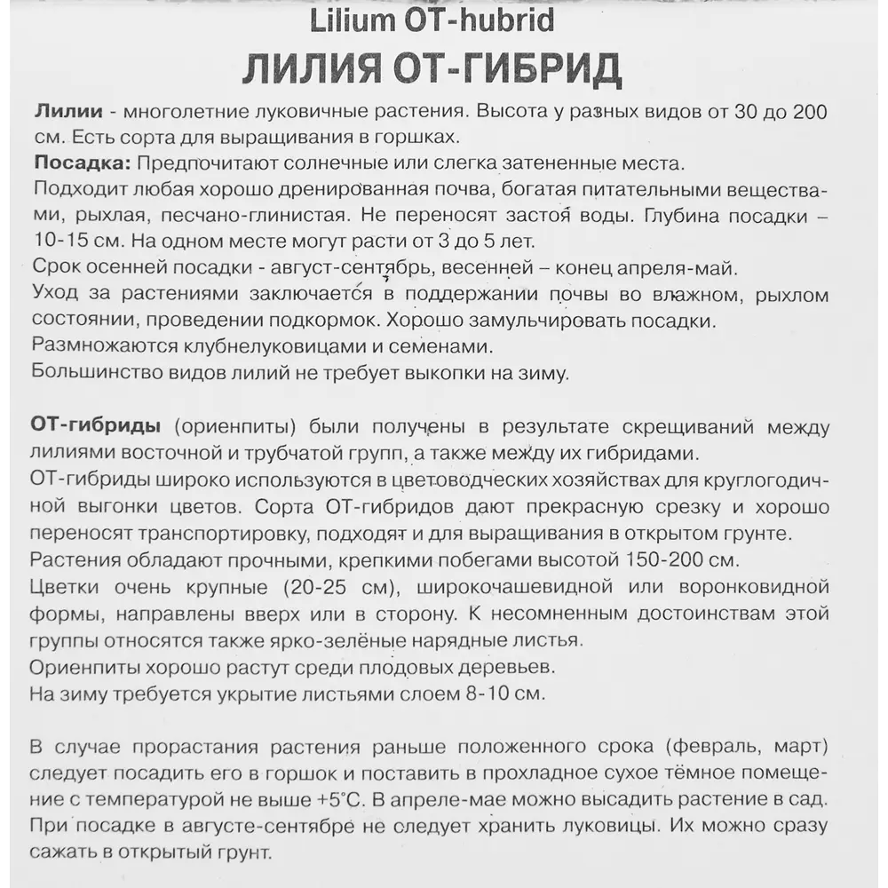 Лилия ОТ-гибрид Аутбек 1 шт. 83588548 STLM-2088629 Santreyd  - Вид №2