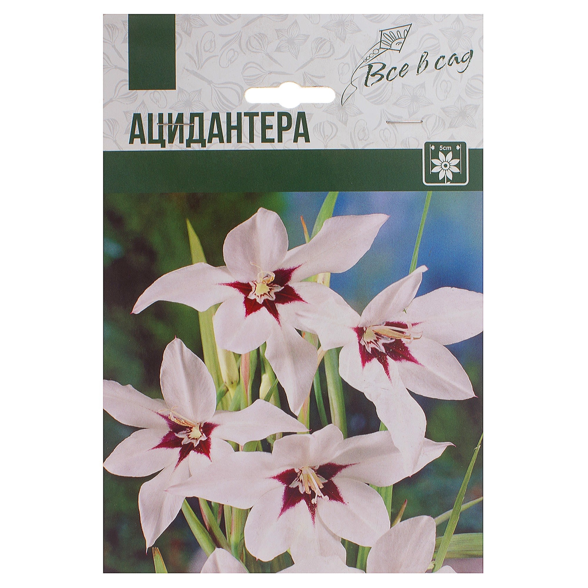 81946032 Ацидантера Santreyd 