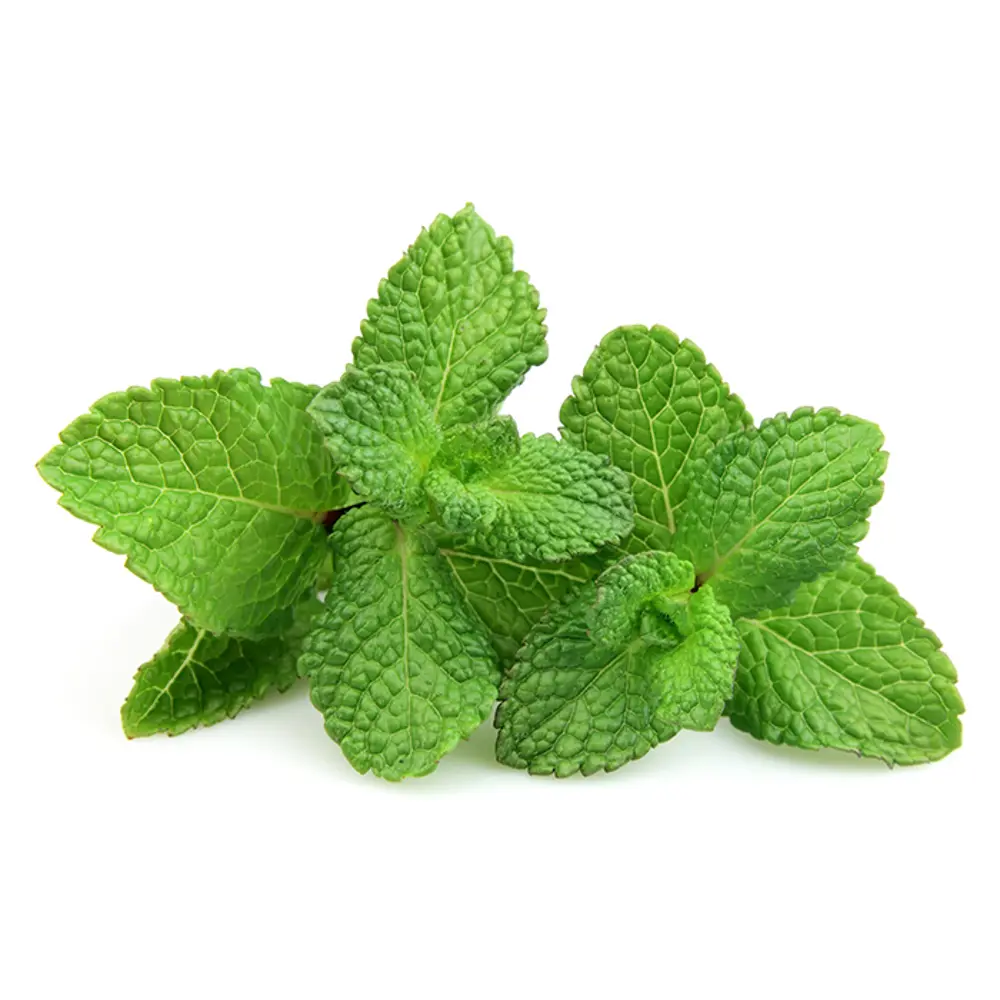 Мята Мохито ø4 h10 см Santreyd STLM-2191842