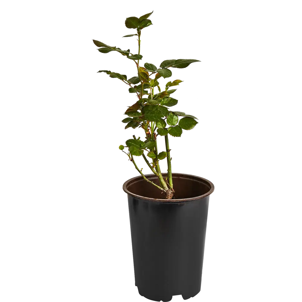 Роза миниатюрная Мини Баккара ø19 h55 см 84827404 STLM-2168976 PLANTMARKET  - Вид №1