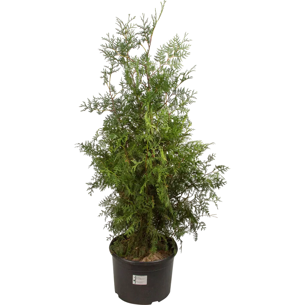 Туя западная «Брабант» 40x120-140 см 82625360 STLM-2060706 Santreyd 
