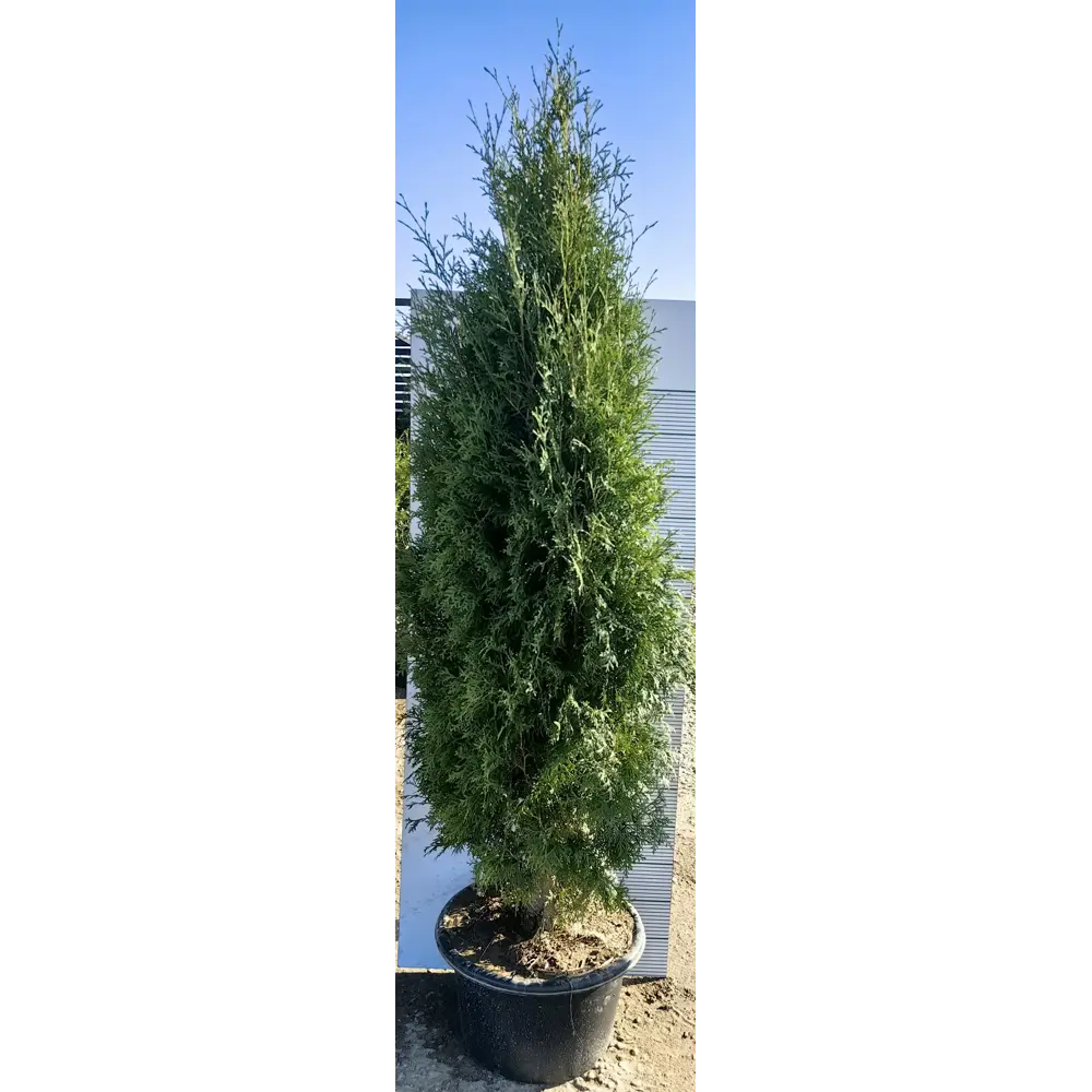 Туя западная Пирамидалис h180 см - вечнозеленое хвойное растение для ландшафтного дизайна 84506311 МОНБЛАН STLM-1568936 - Вид №1