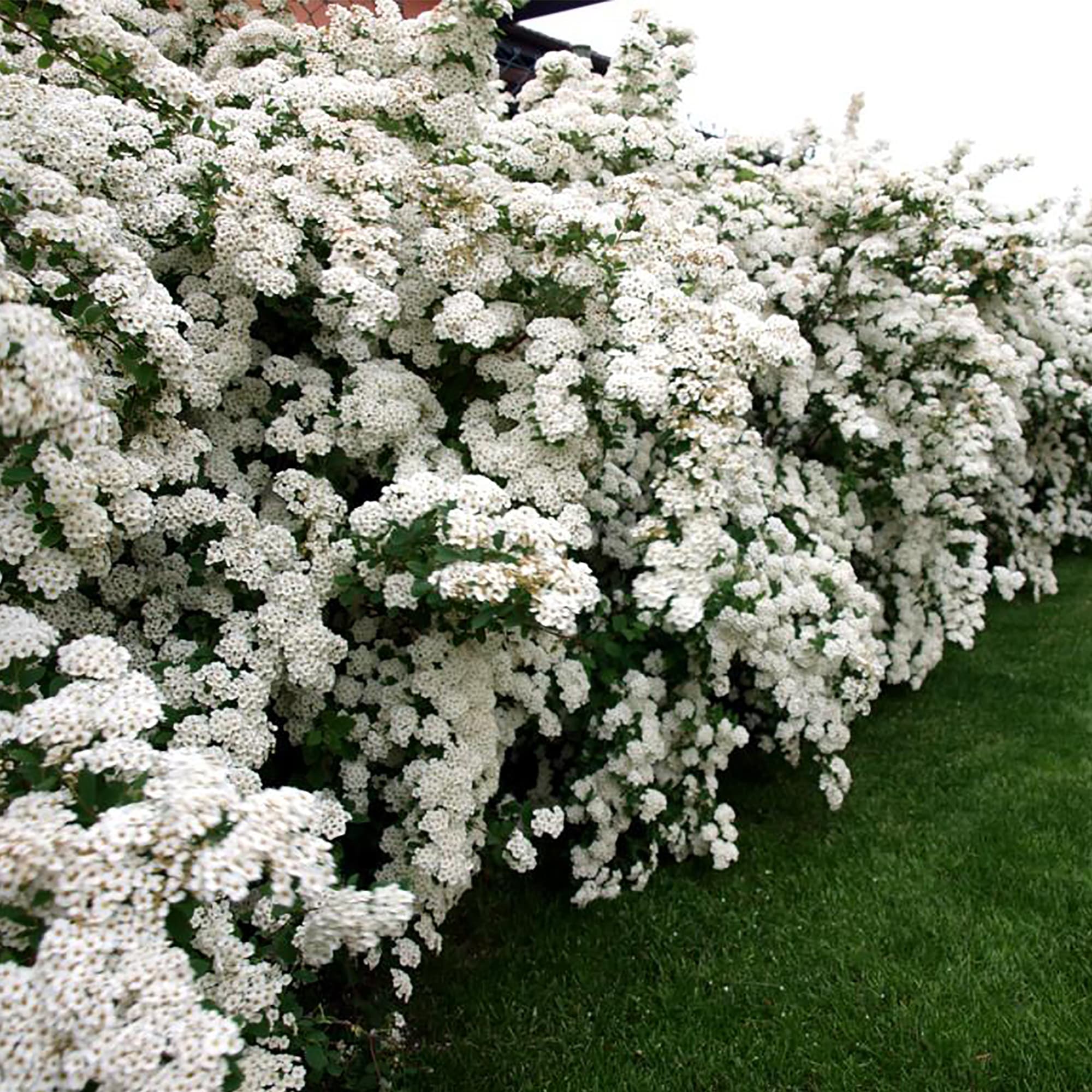 18321224 Спирея ниппонская С1, 25 см Santreyd  - Вид №2