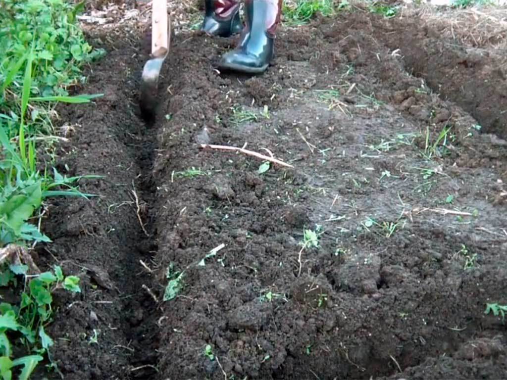 Лента бордюрная 900 мм x 10 м, 2 мм ГеоПластБорд GPBST-36 - Вид №5