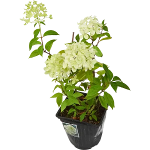 Гортензия метельчатая Little Passion ø15 h35 см 85922089 STLM-2010564