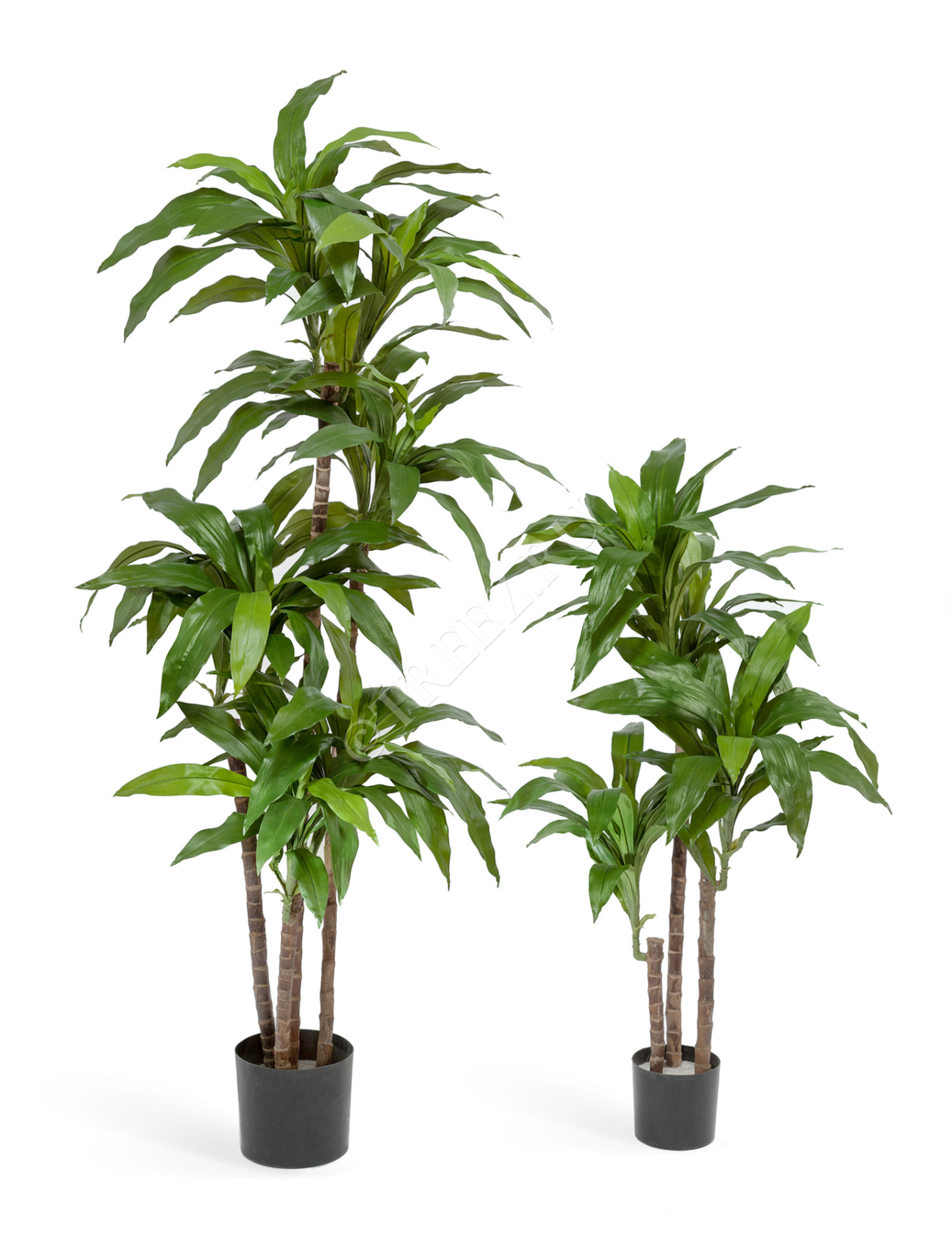 10.58203N Драцена Джанет Крейг зелёная Цветочная коллекция 