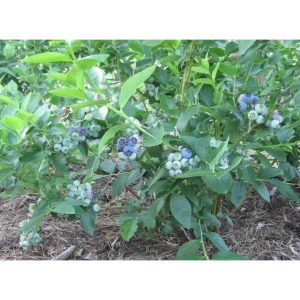 Голубика садовая Блюджей ø9 h20 см
